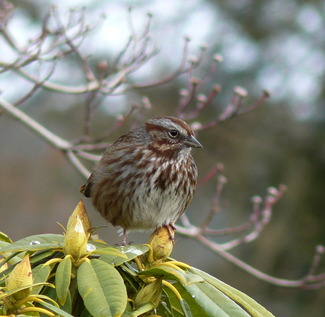 Meaning of a Sparrow Bird: Unlocking its Mystique